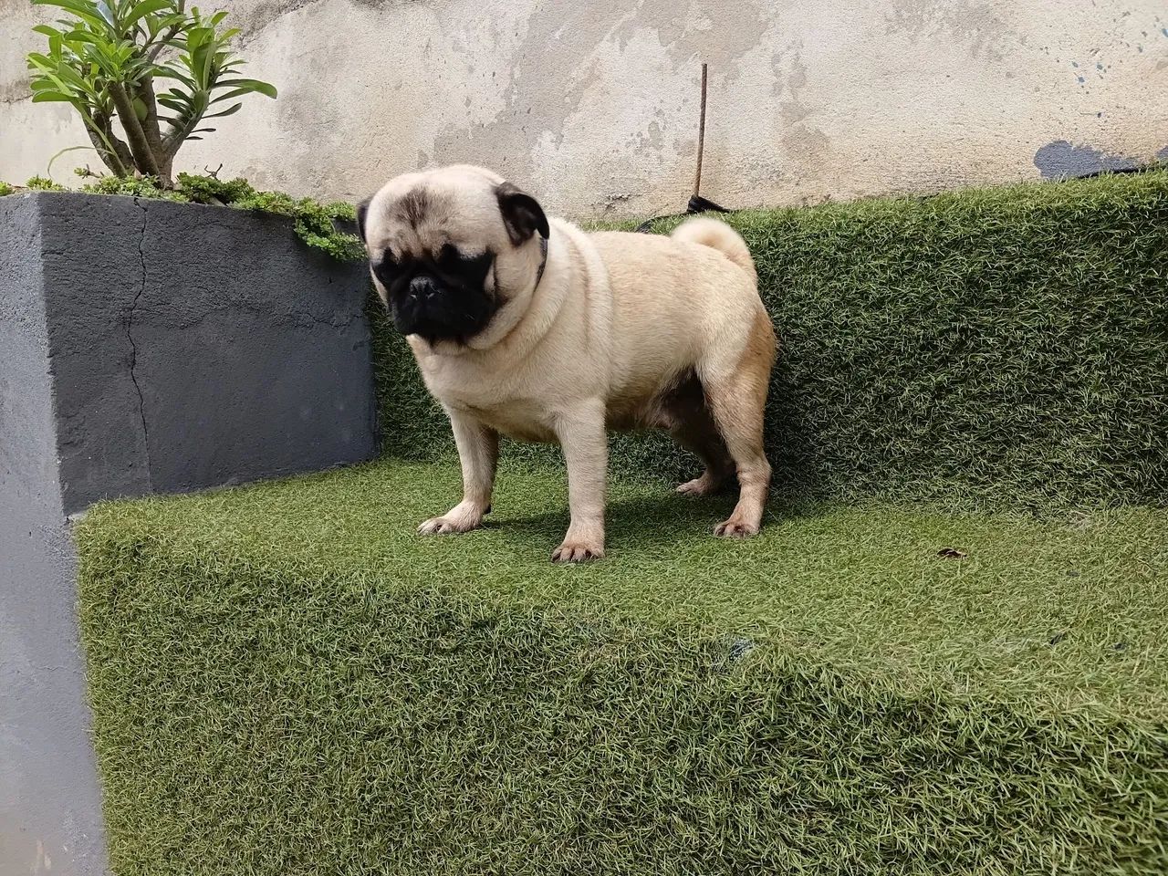 Pug fêmea  - Foto 3