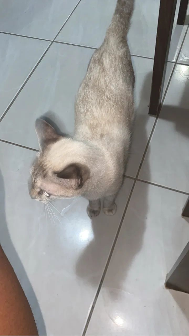 doacão 