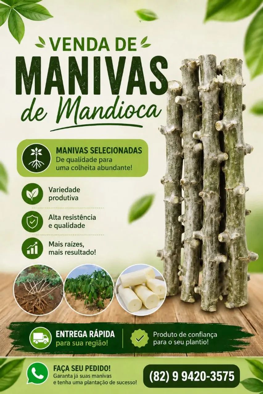 Manivas de macaxeira de mesa