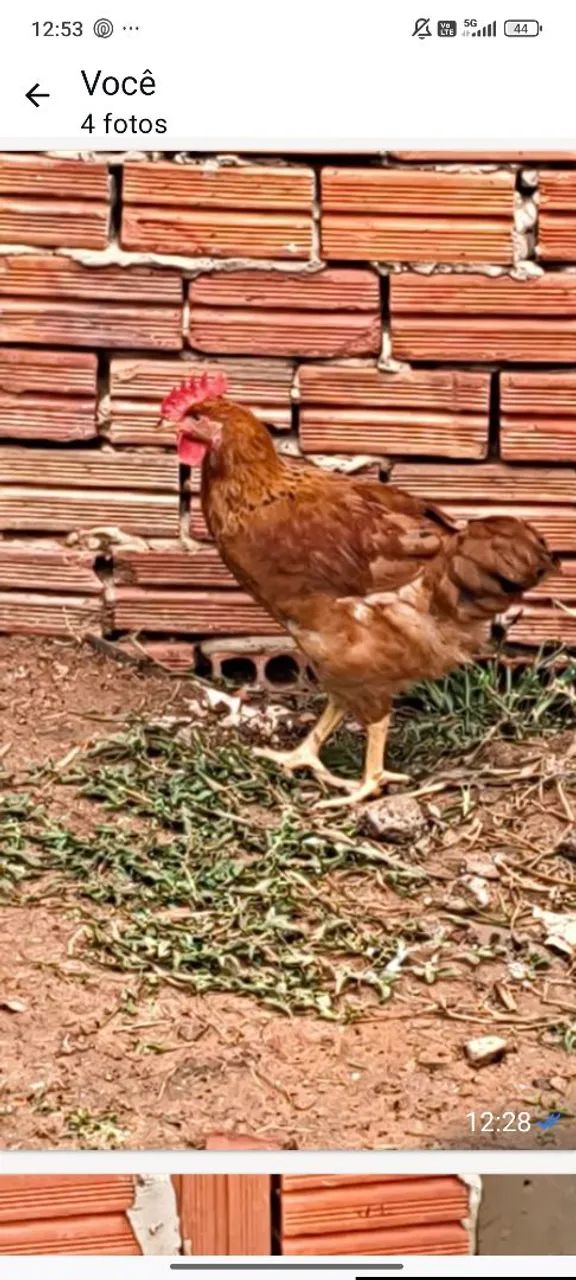 Venda de galinhas caipira e frango