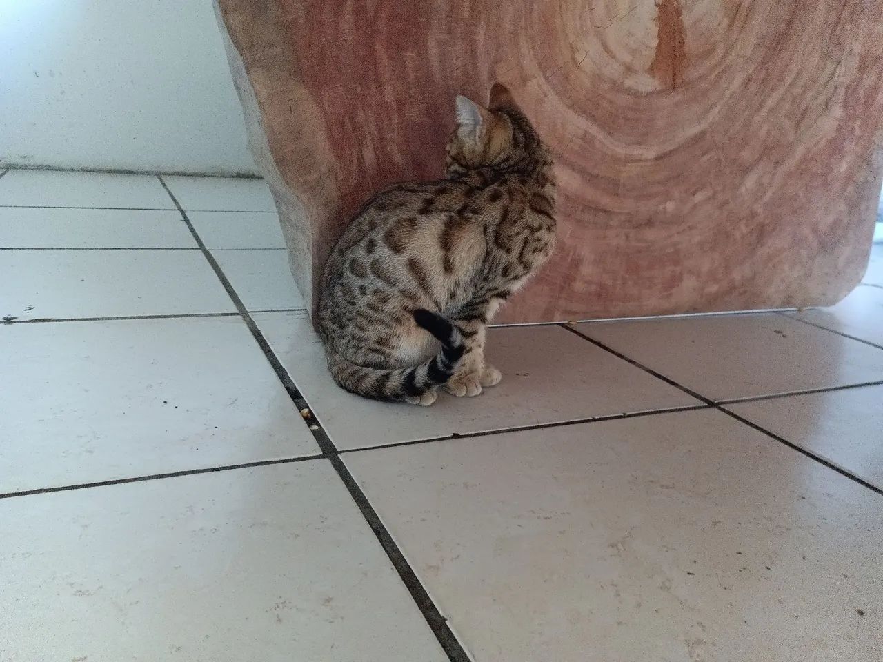 Gatos Bengal com pedigree  - Foto 4