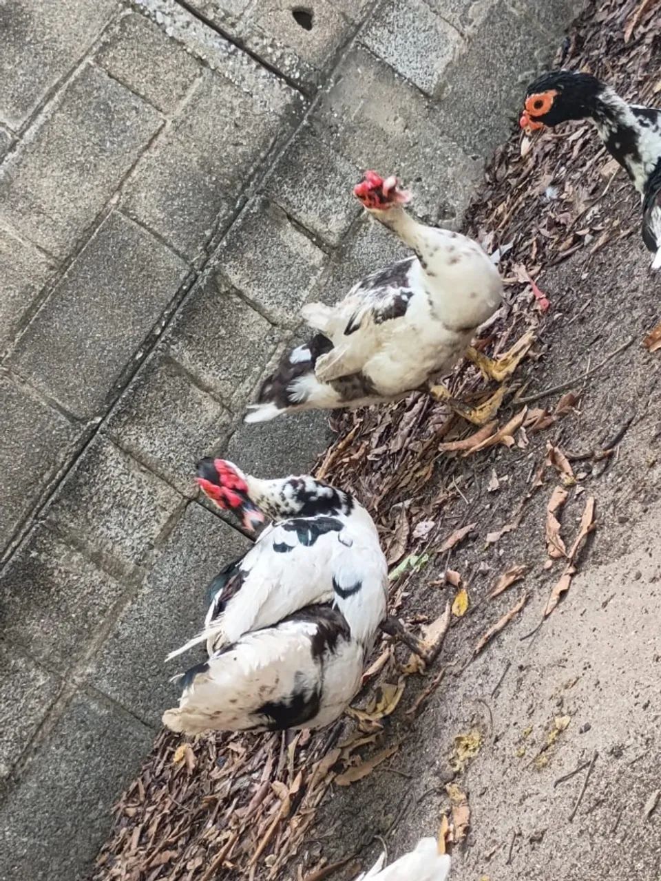 Vendo Patos, macho/ femea. - Foto 3