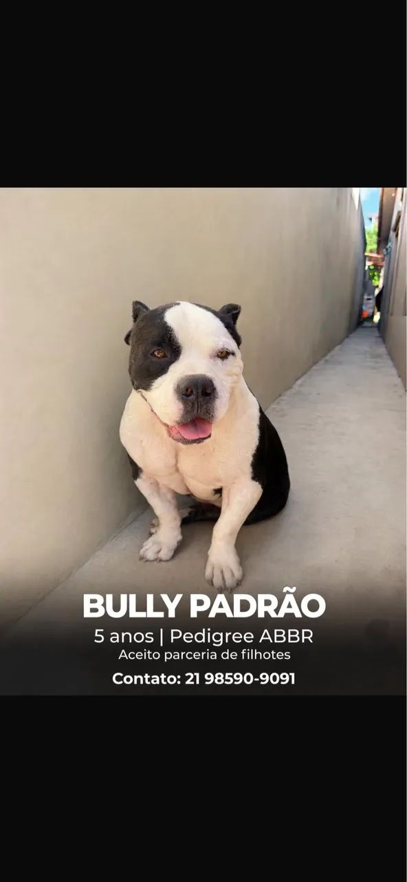 Bully padrão 