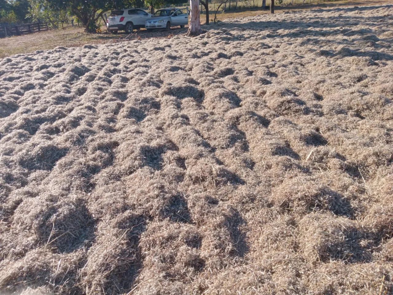 Semente de capim Andropogon 