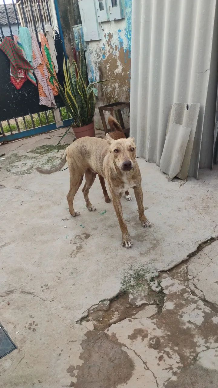 Cachorros para adoção Consciente  - Foto 5