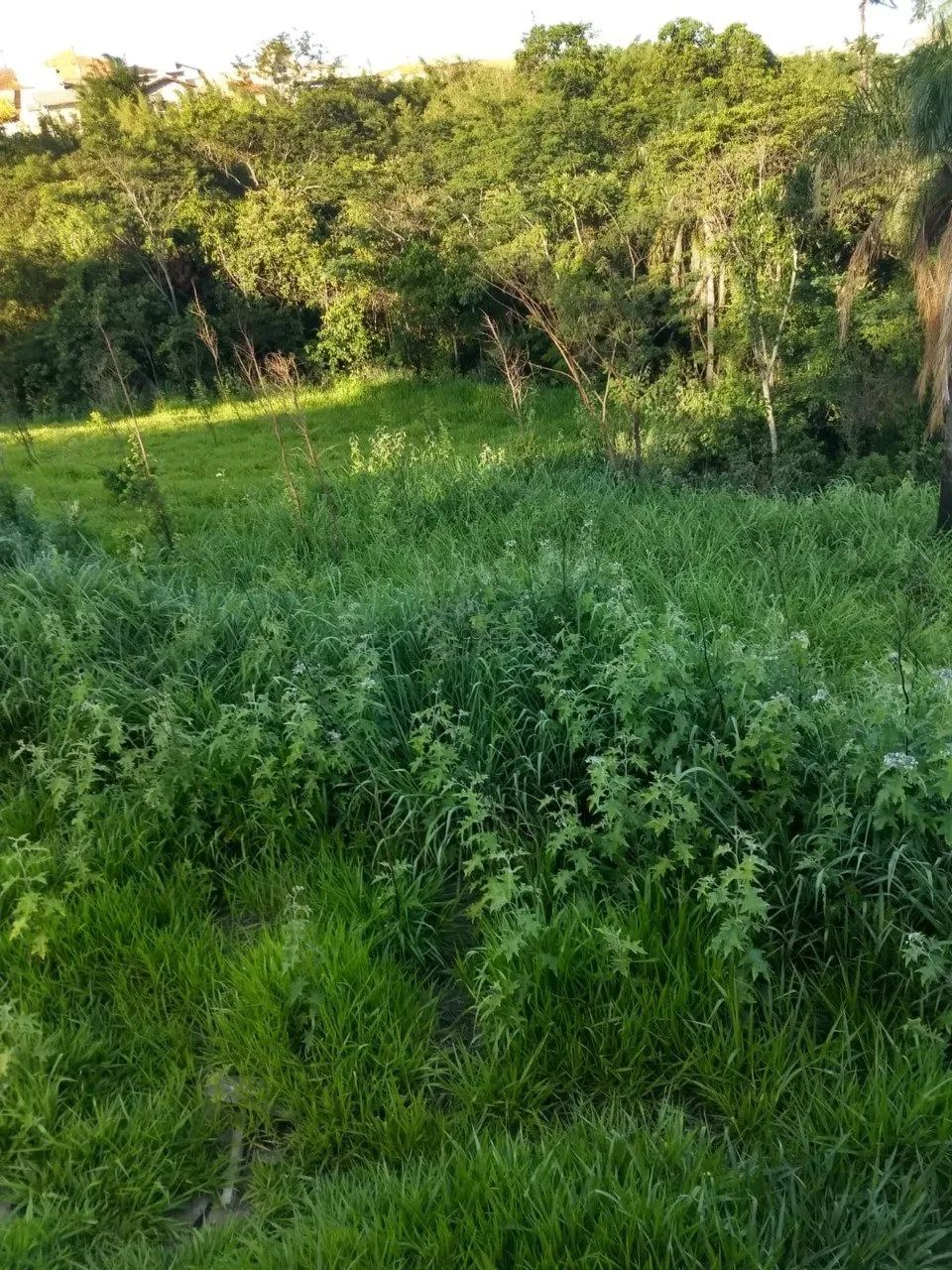 Terreno para loteamento - Jacarezinho - Foto 2