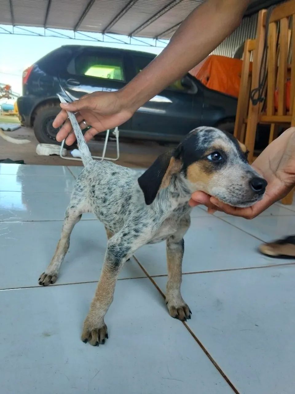 Filhotes de cachorro americano urrador  - Foto 3