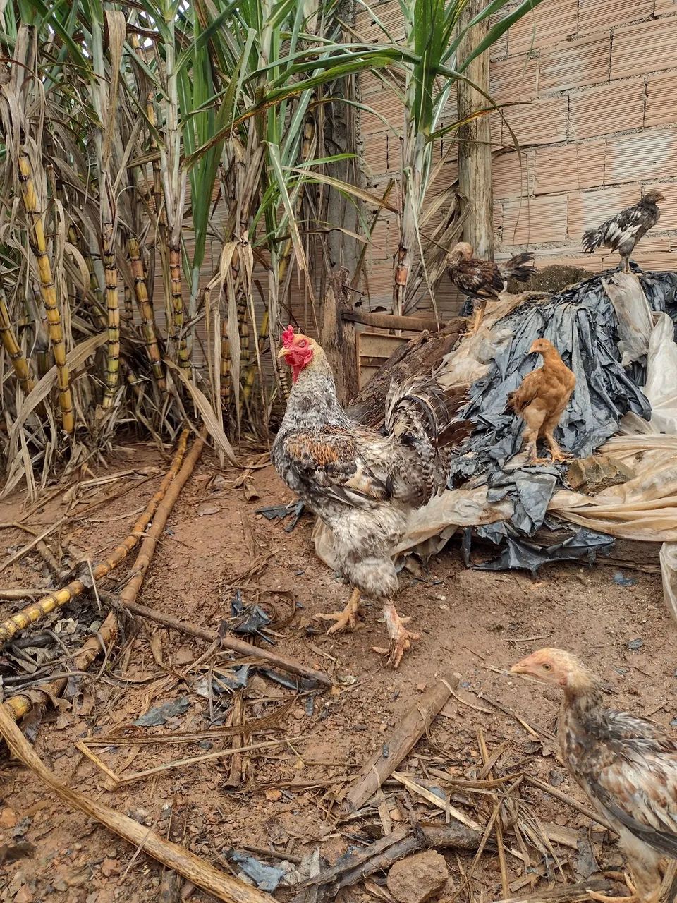 Galo  - Foto 5