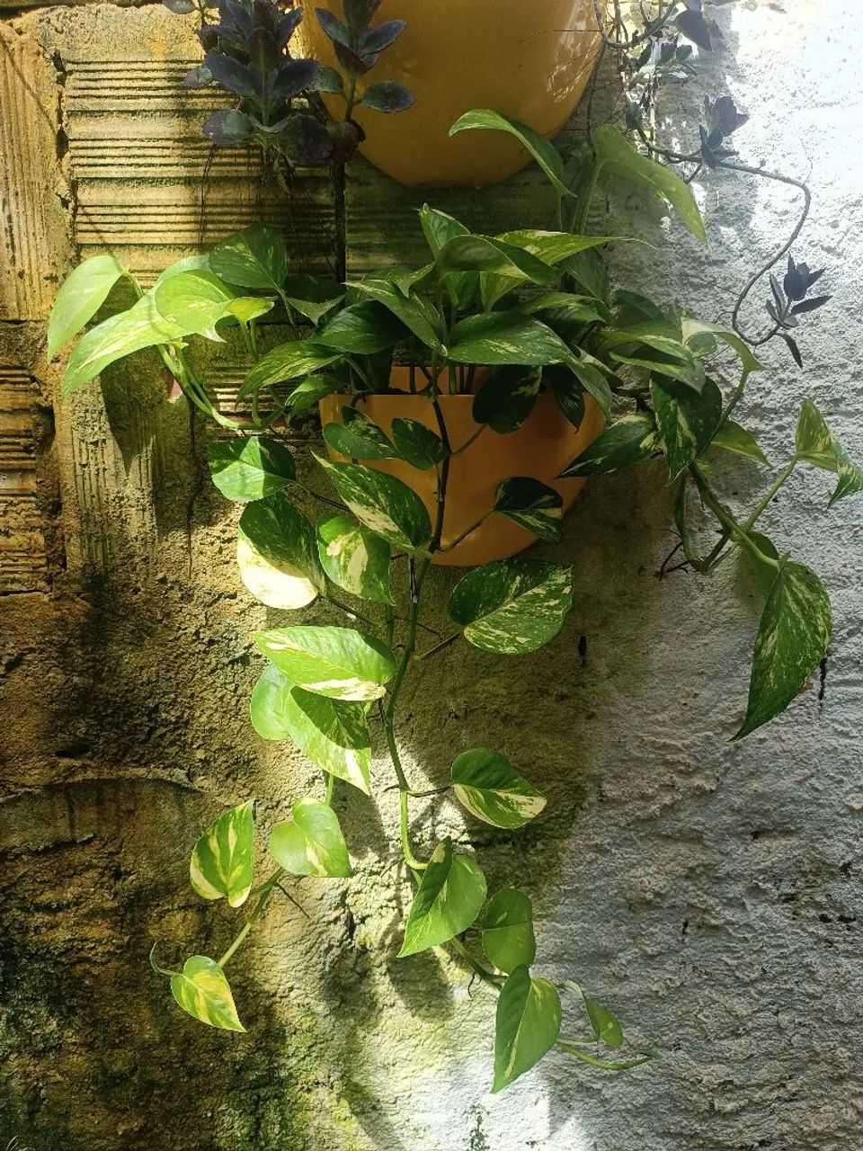 Jiboia - Foto 2