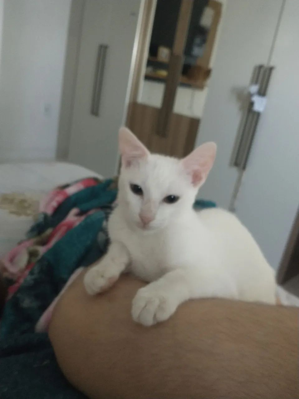 Doação de gatinhos  - Foto 2