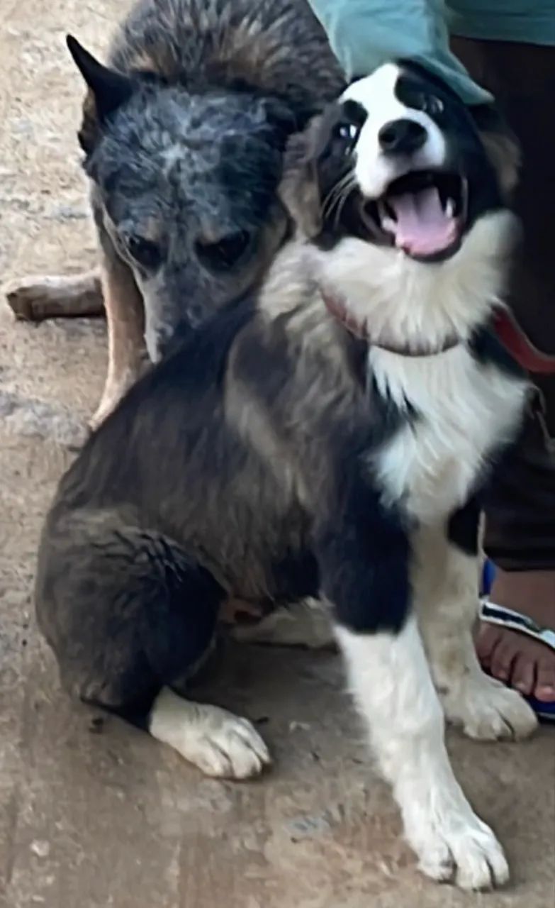 Border collie