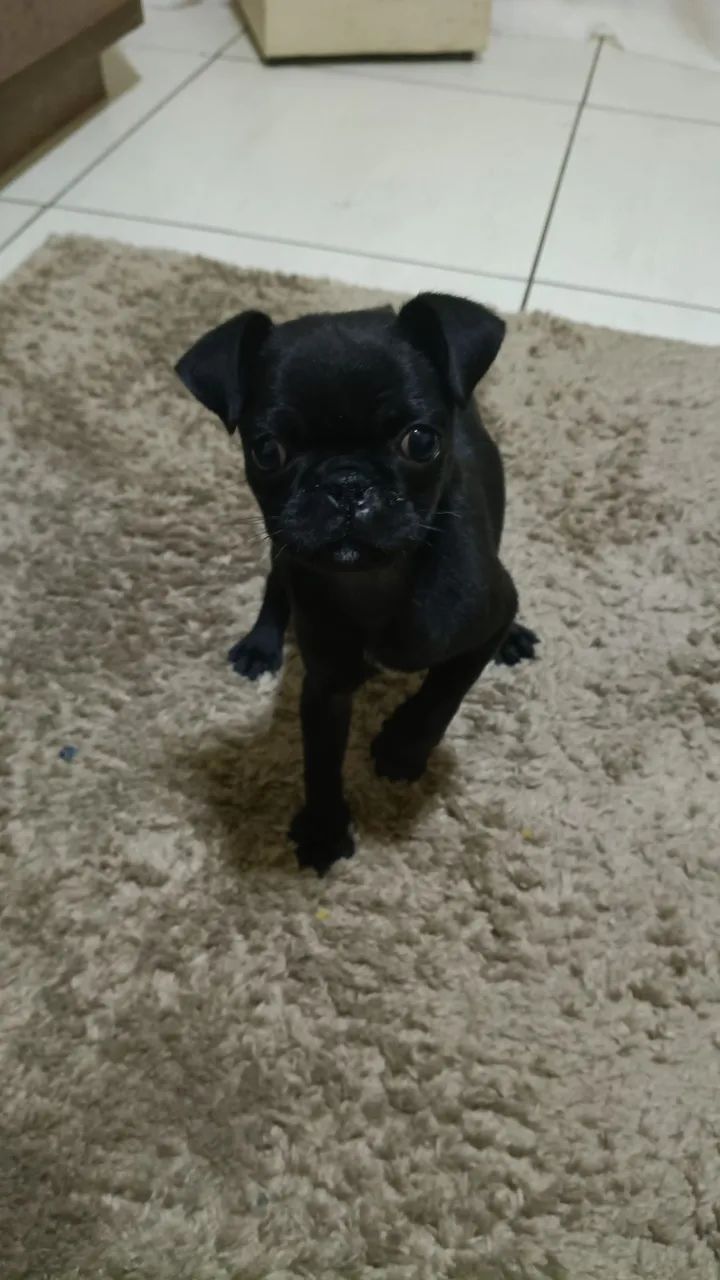 Pet  - Foto 5