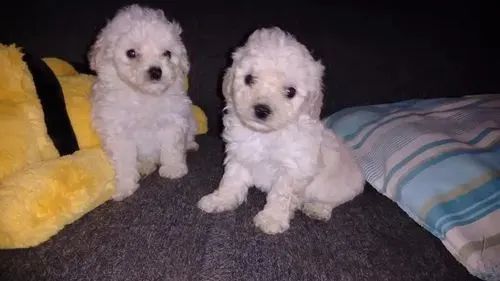 Poodle toy filhotes 
