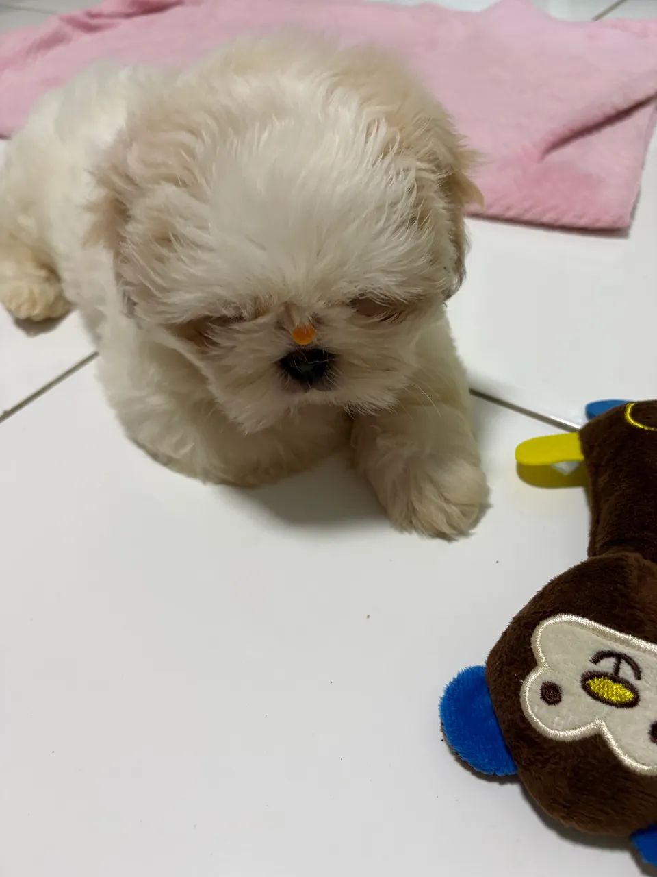Shih Tzu ( Macho ) - Foto 4