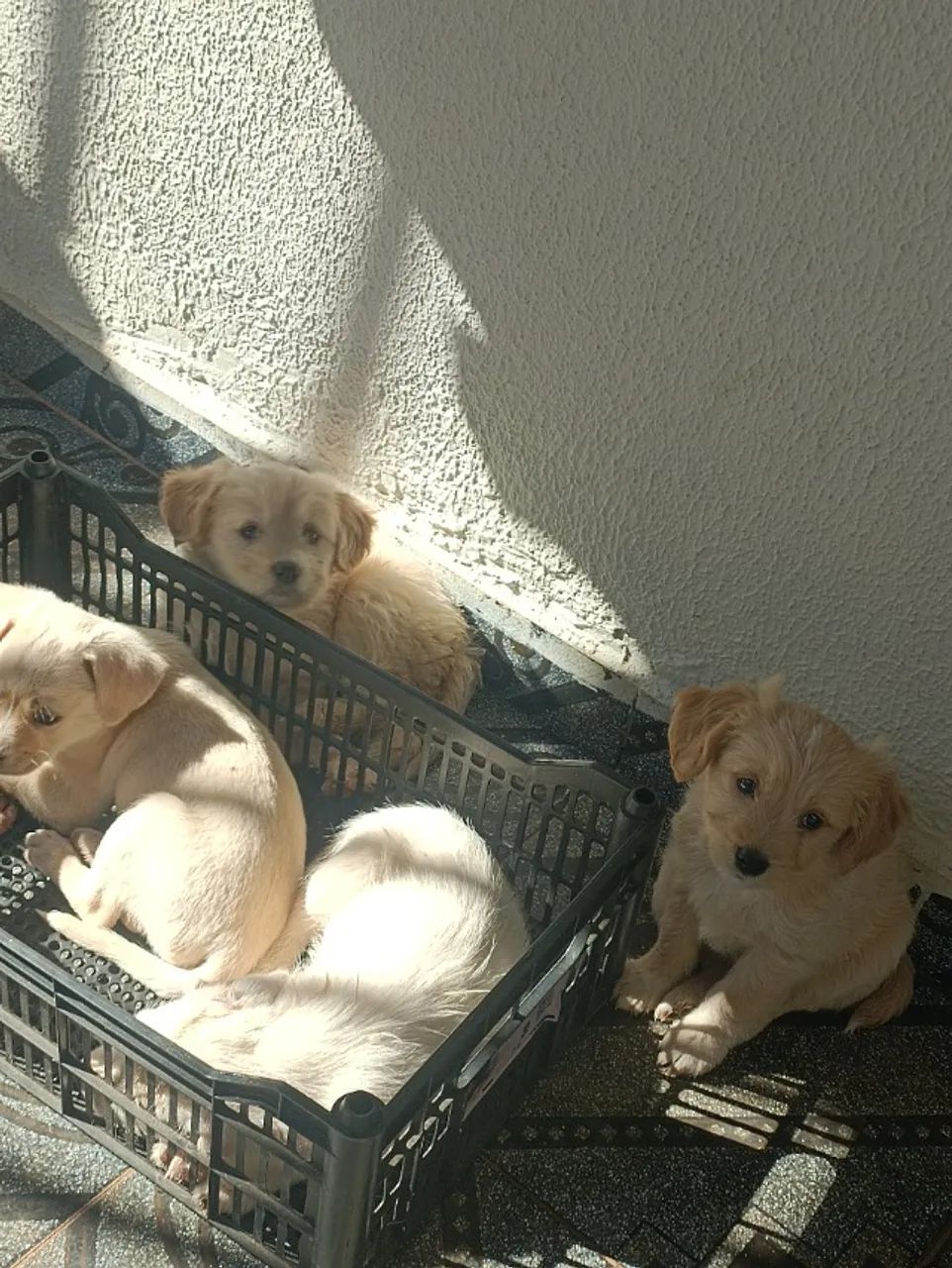 Cachorros 