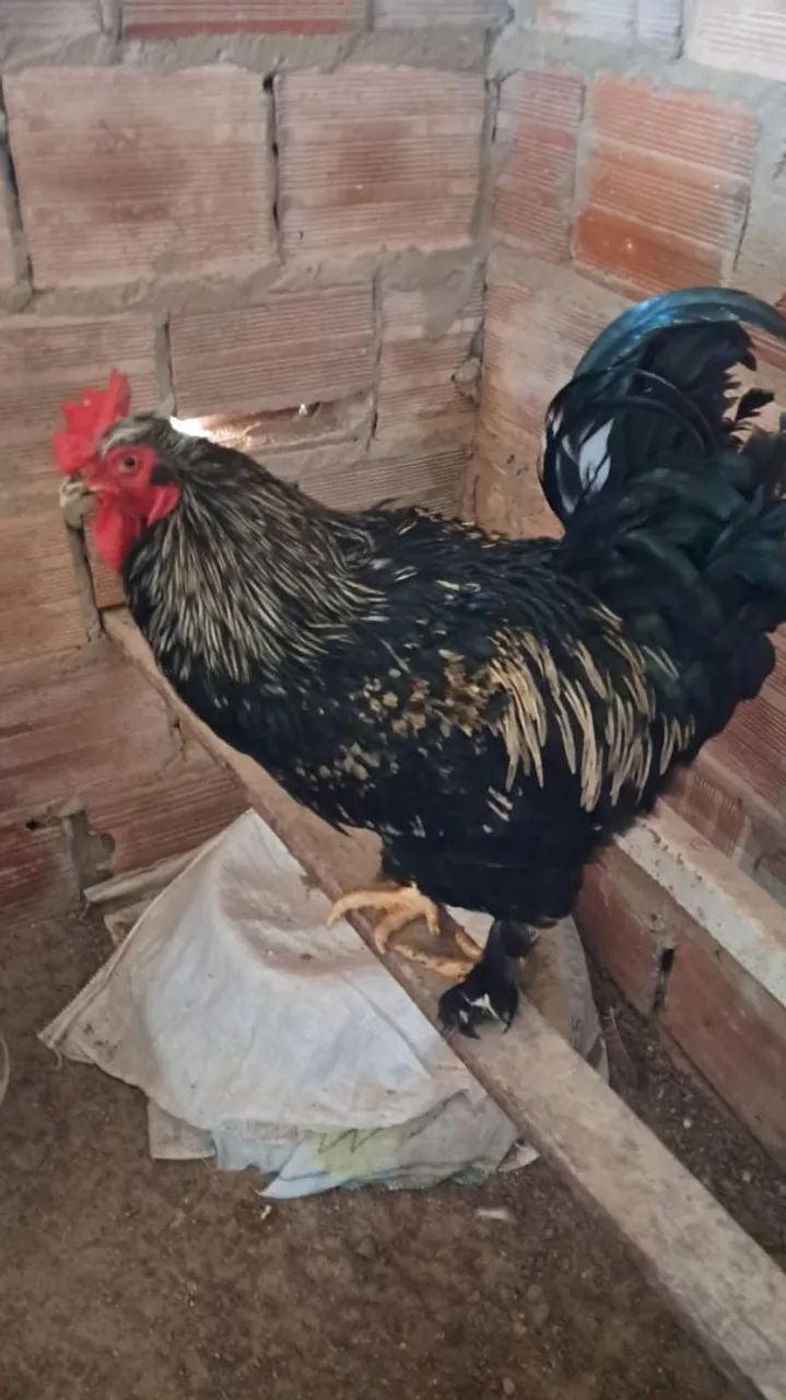 Vendo ovos galados e pintinho de galinha caipira mista  - Foto 6