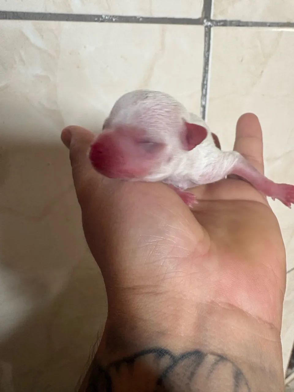 Cachorro pinscter - Foto 3