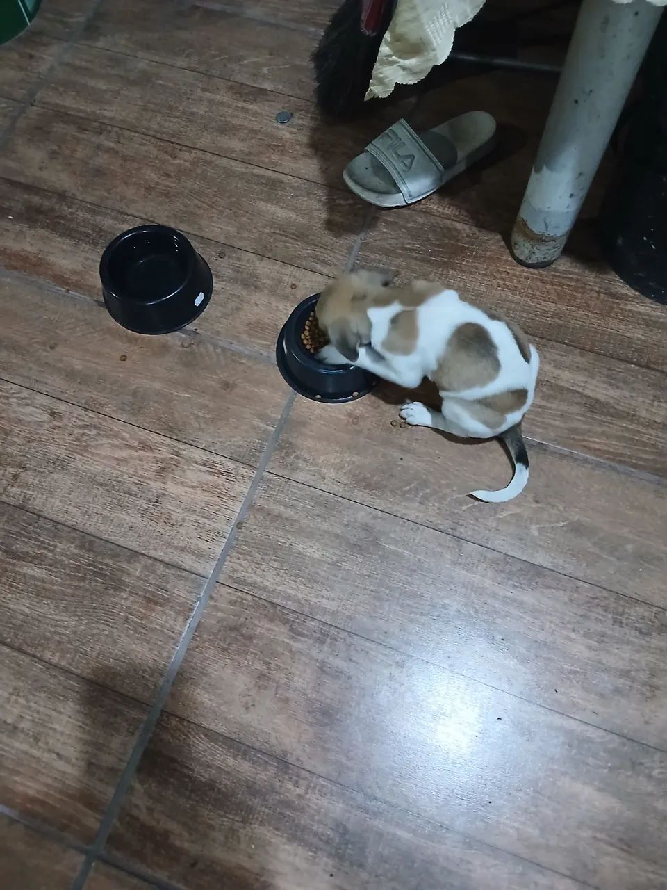 doação de pet - Foto 2