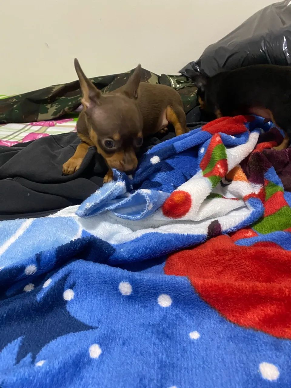 Pinscher  - Foto 3