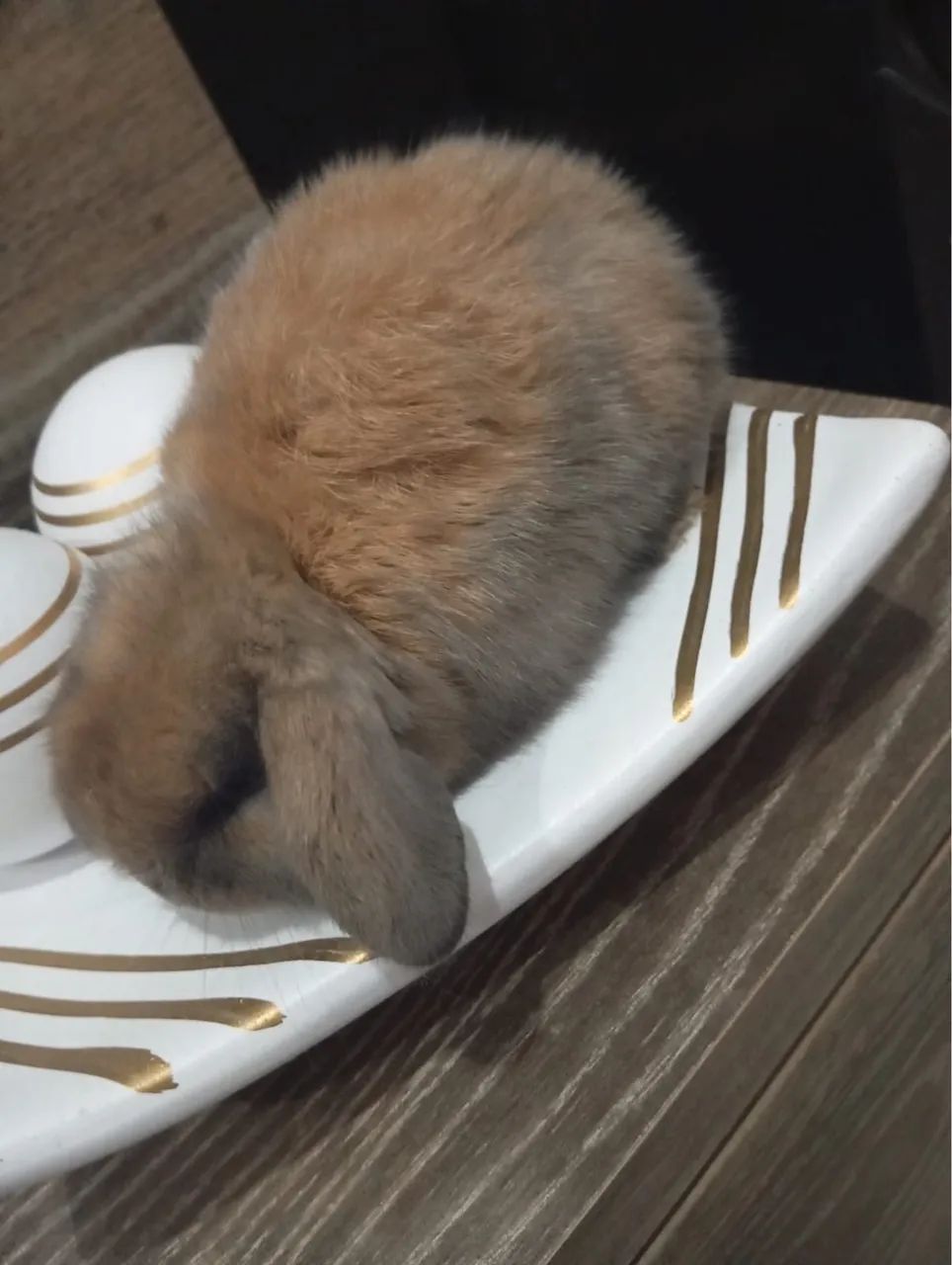 Vende-se Coelhos Mini Lop uruguaiano - Foto 2