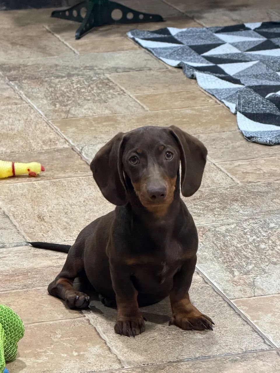 Dachshund chocolate de barbada