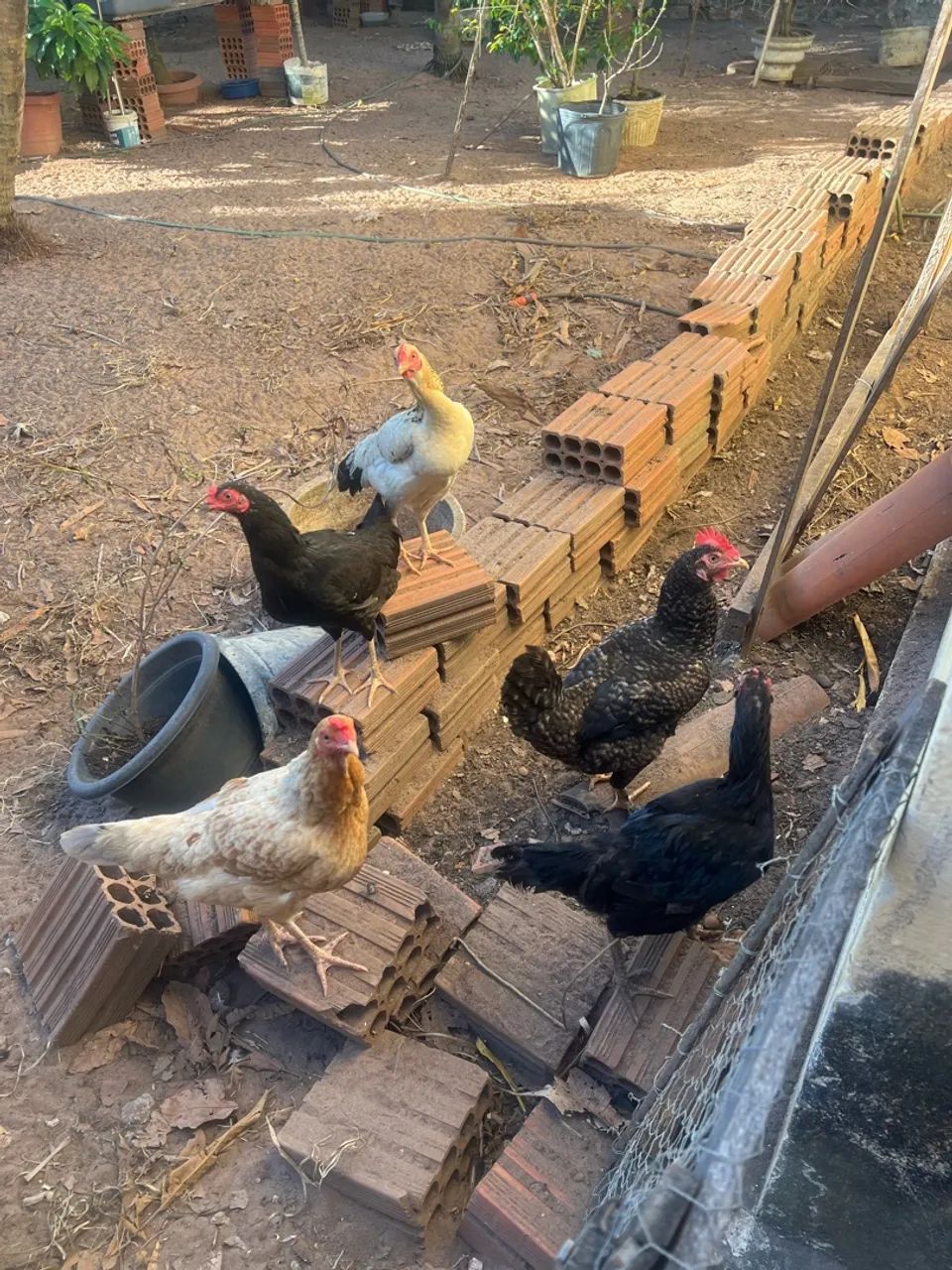 Frango e frangas caipira  - Foto 4
