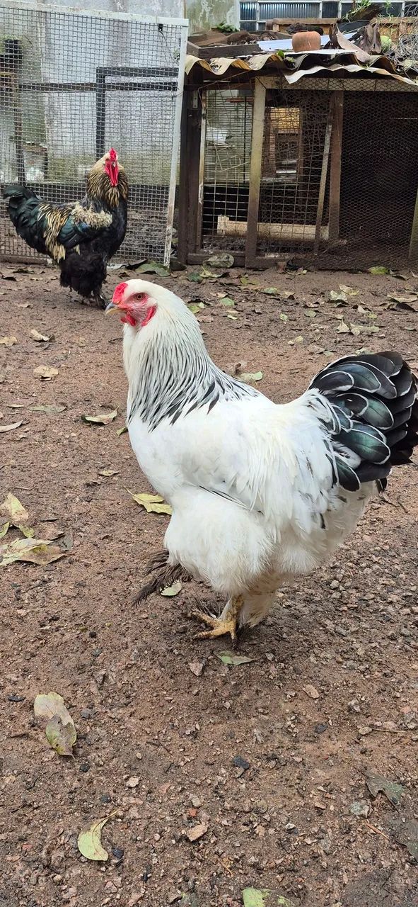 Frango Brahma Light  - Foto 3