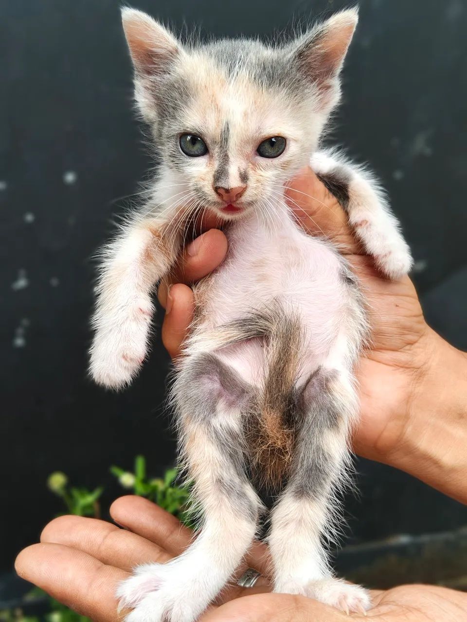 Gatinhas - Foto 4