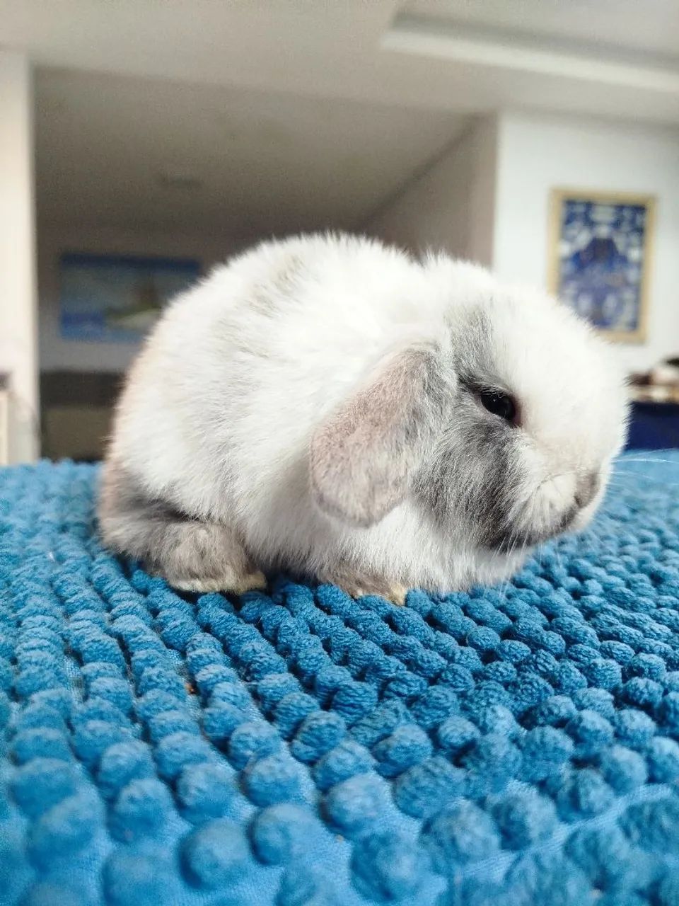 Filhote coelho mini lop - Foto 3