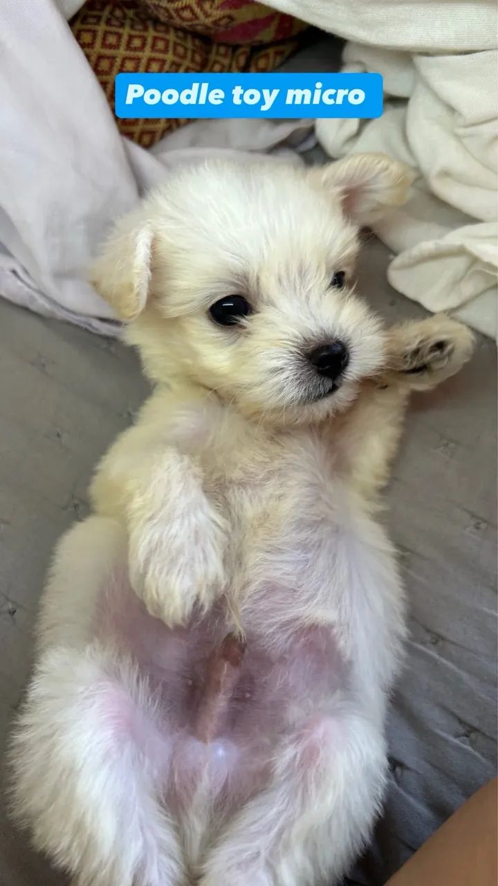 Poodle toy - Foto 2