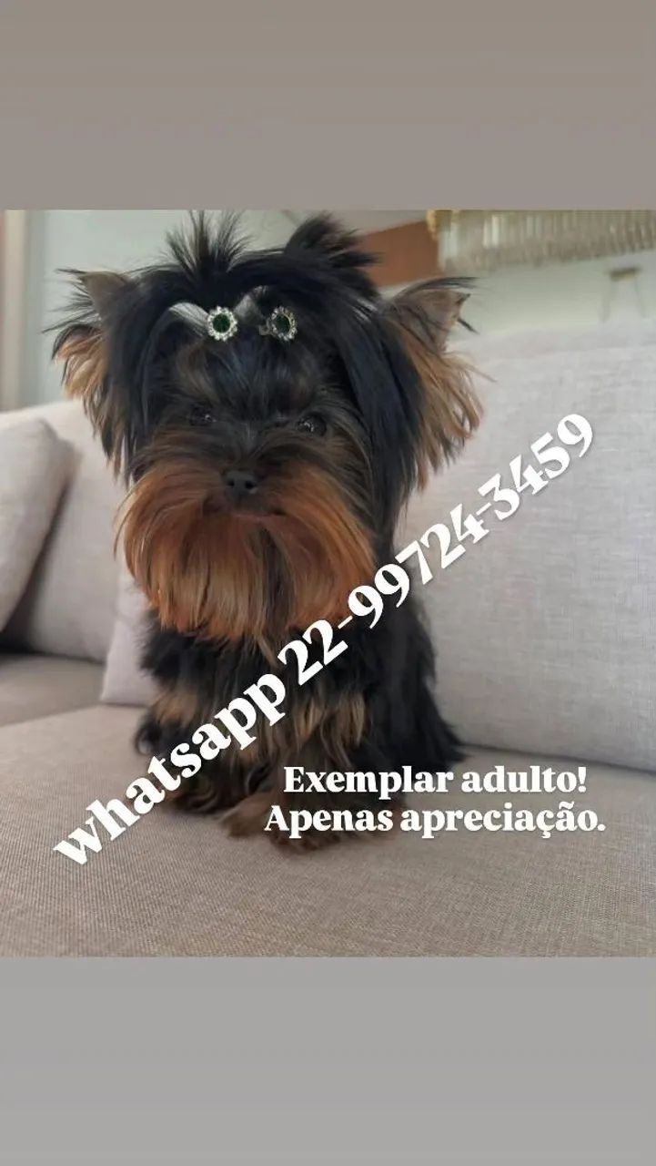 Yorkshire micro terrier com pedigree!