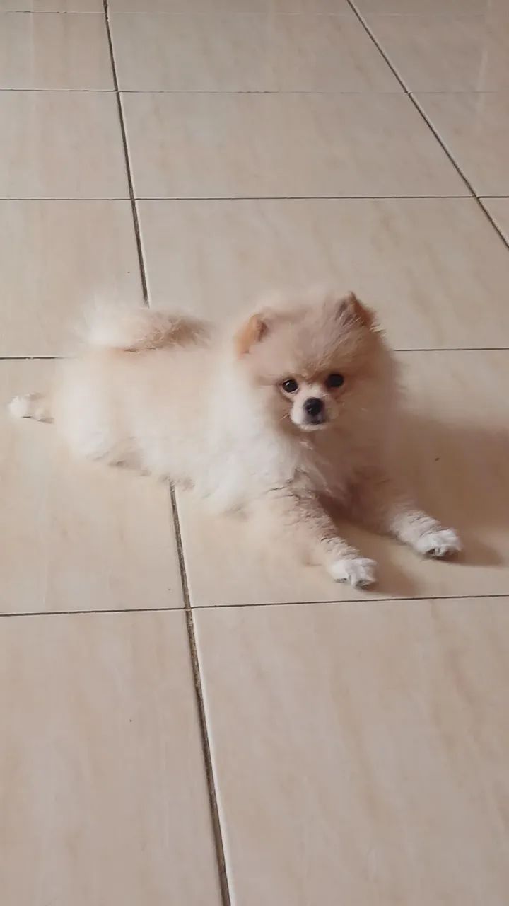 spitz  - Foto 2