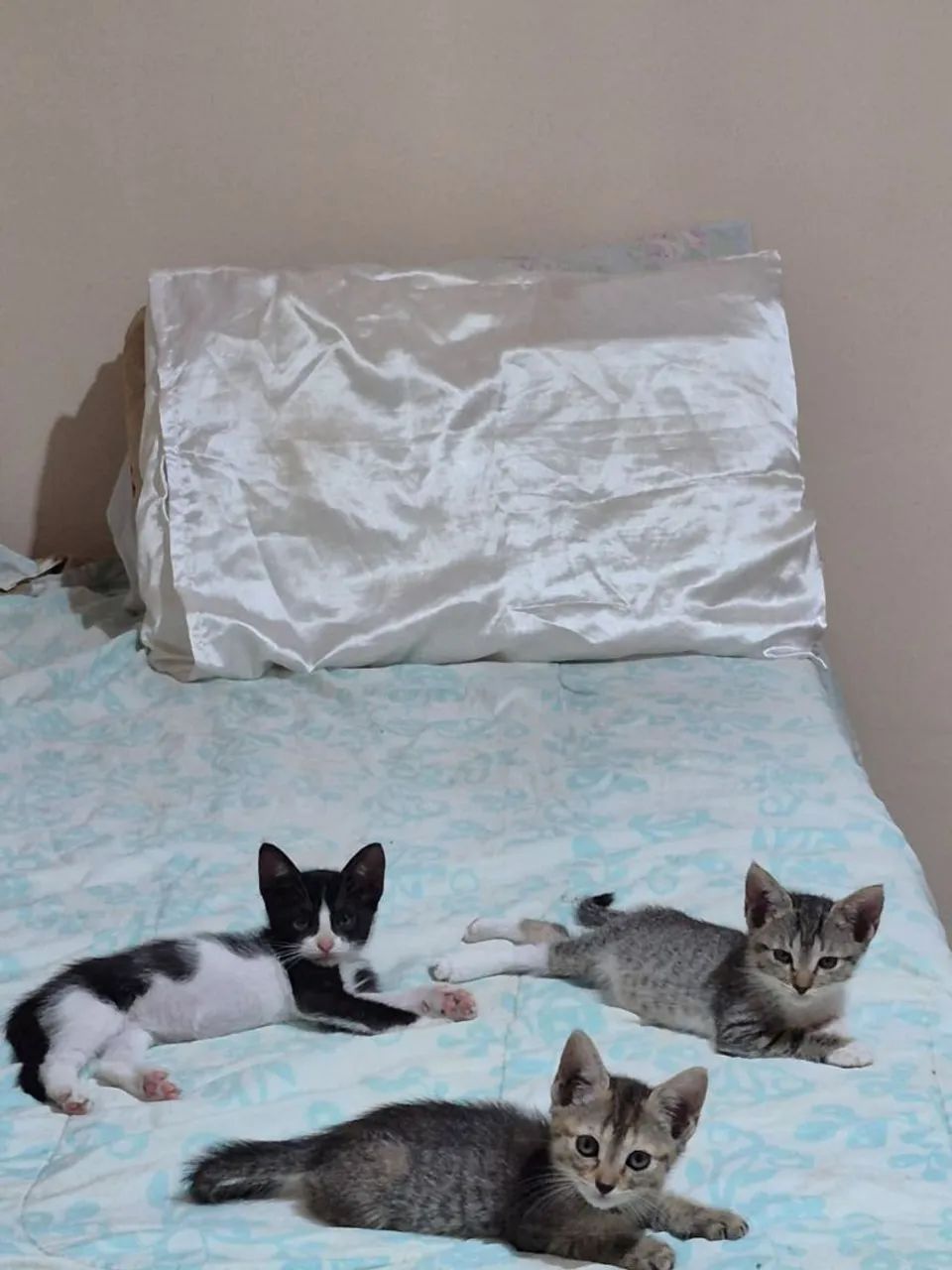 Gata(o) fêmea para adoção  - Foto 2