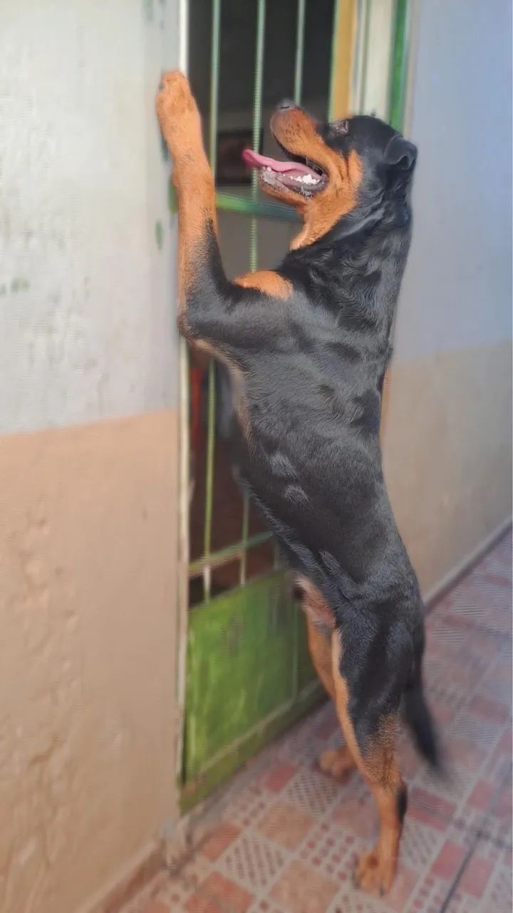 ROTTWEILER MACHO CRUZAR