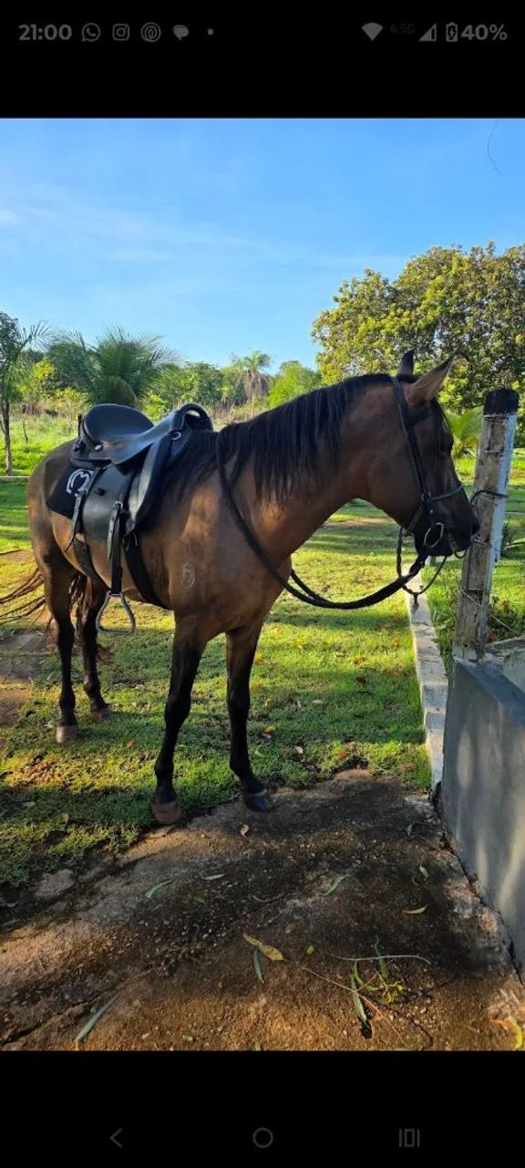 Mangalarga  - Foto 3