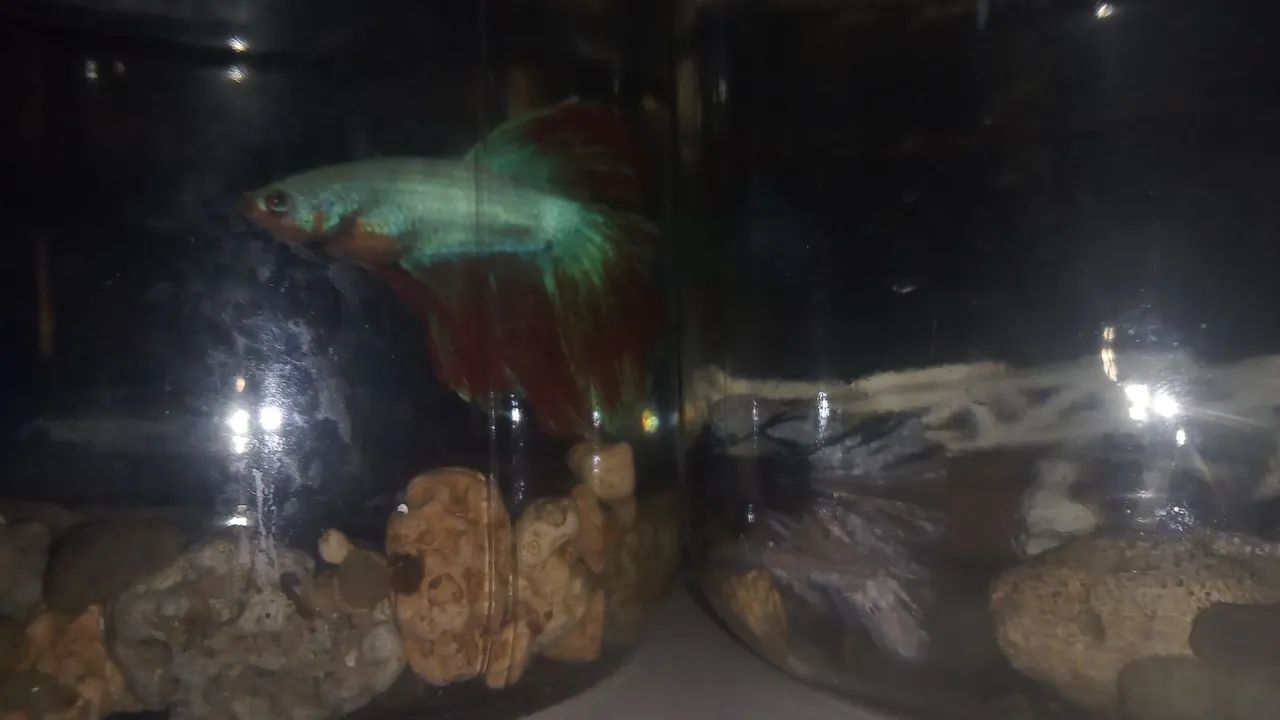 Aquários betta - Foto 2