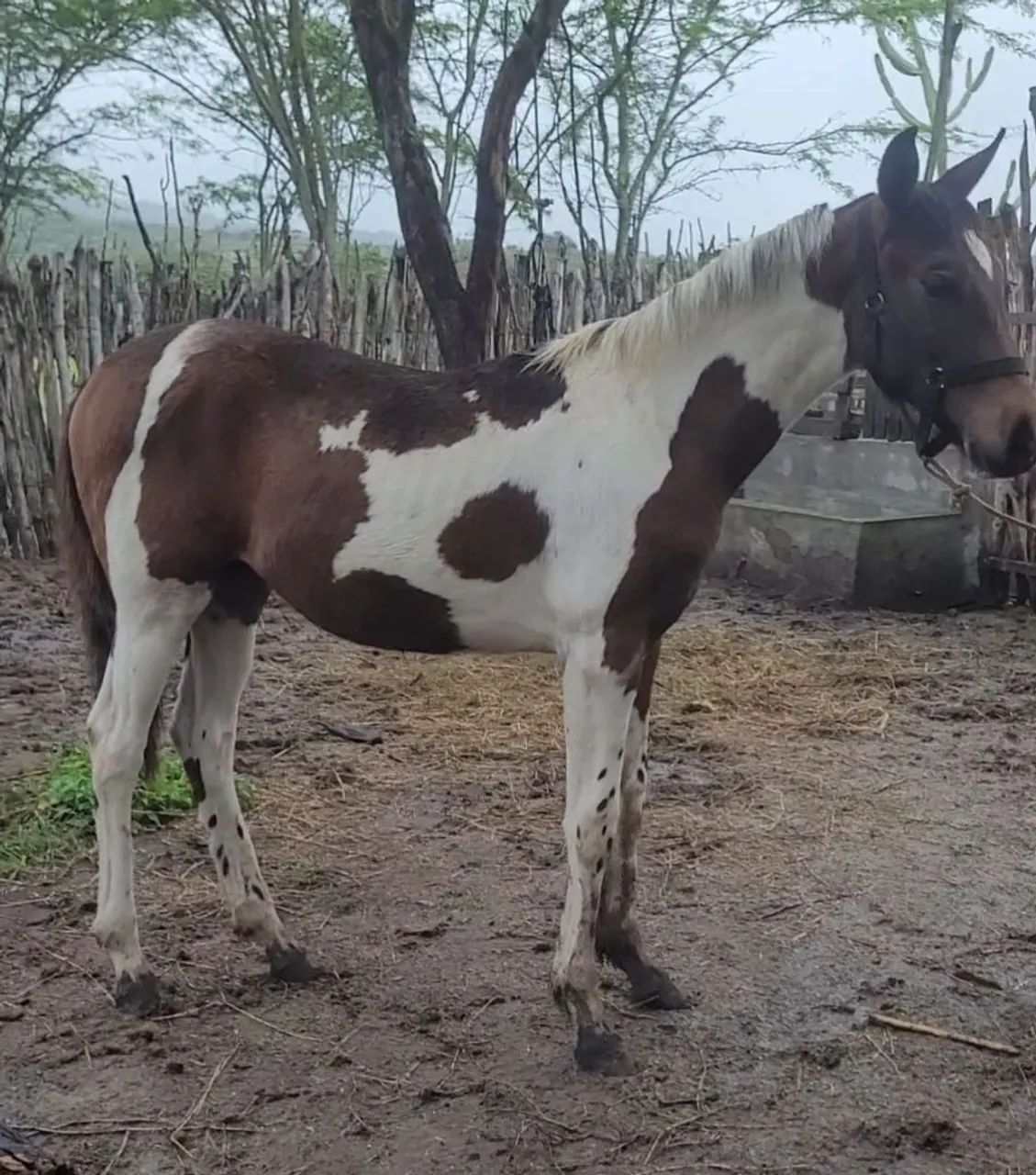 Potra Quato de Milha C/ Manga Larga - Foto 3