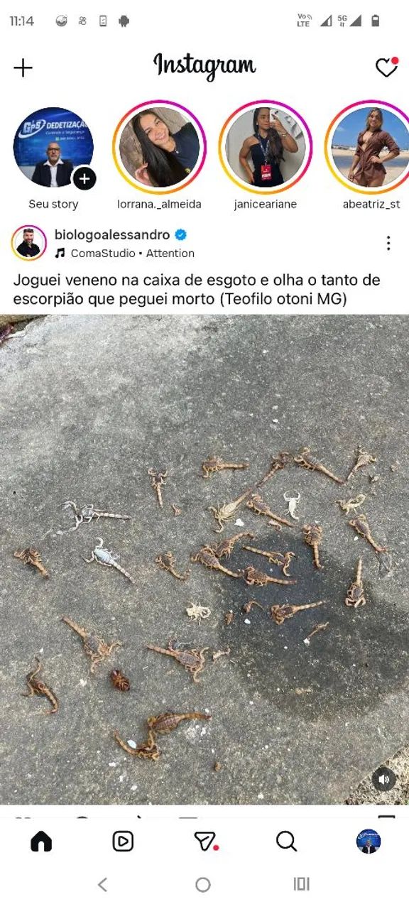 Desinsetizacao profissional  - Foto 4