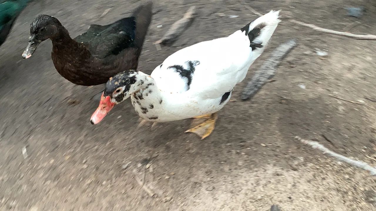 Pato - Foto 4