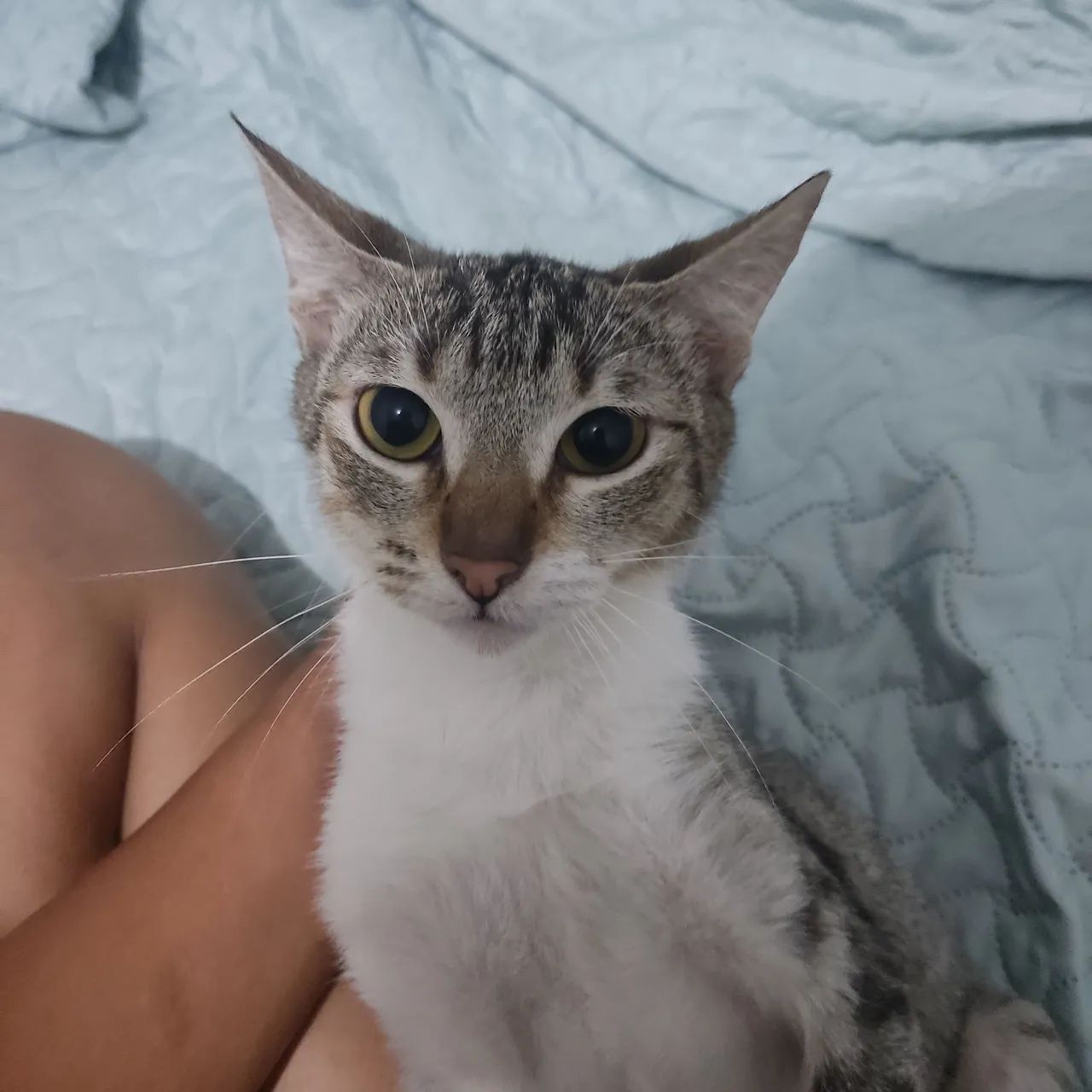 Gatinha pra doação 