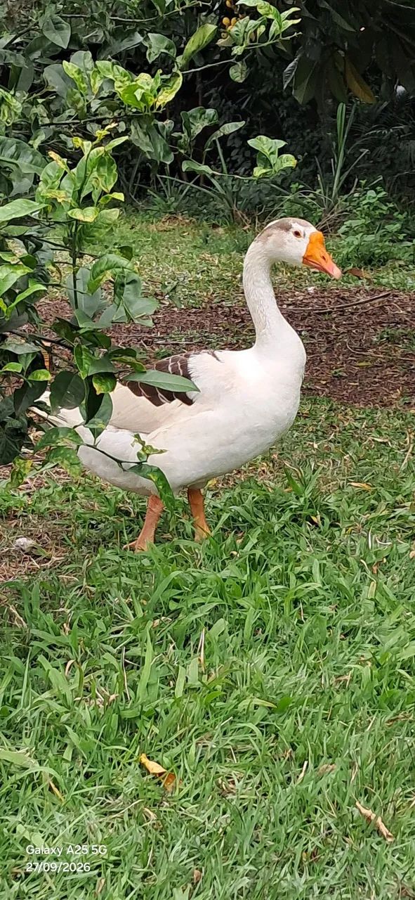 GANSO MACHO COM 1 ANO - Foto 3