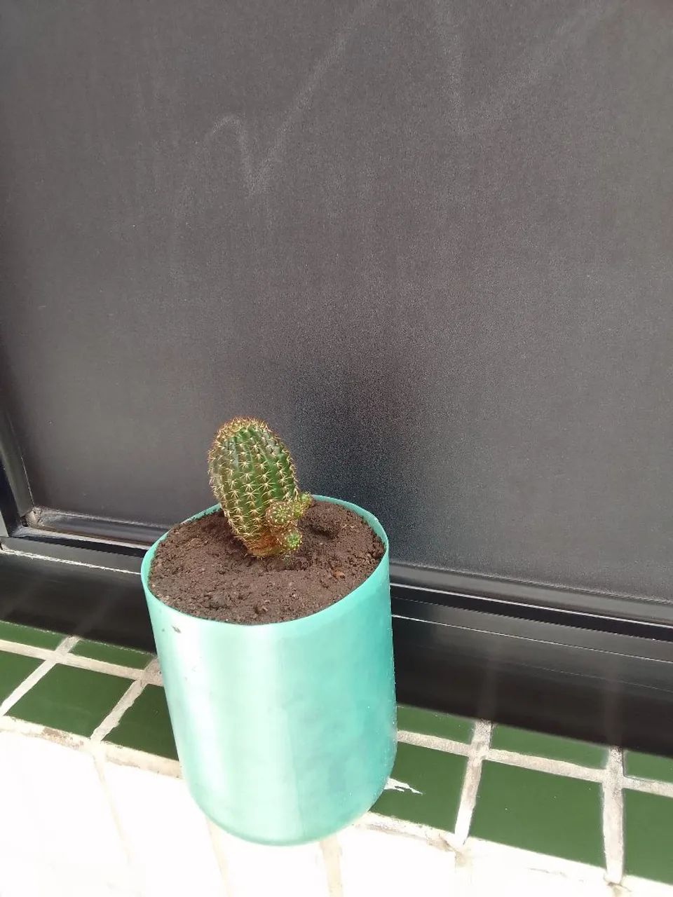 Plantas  - Foto 2