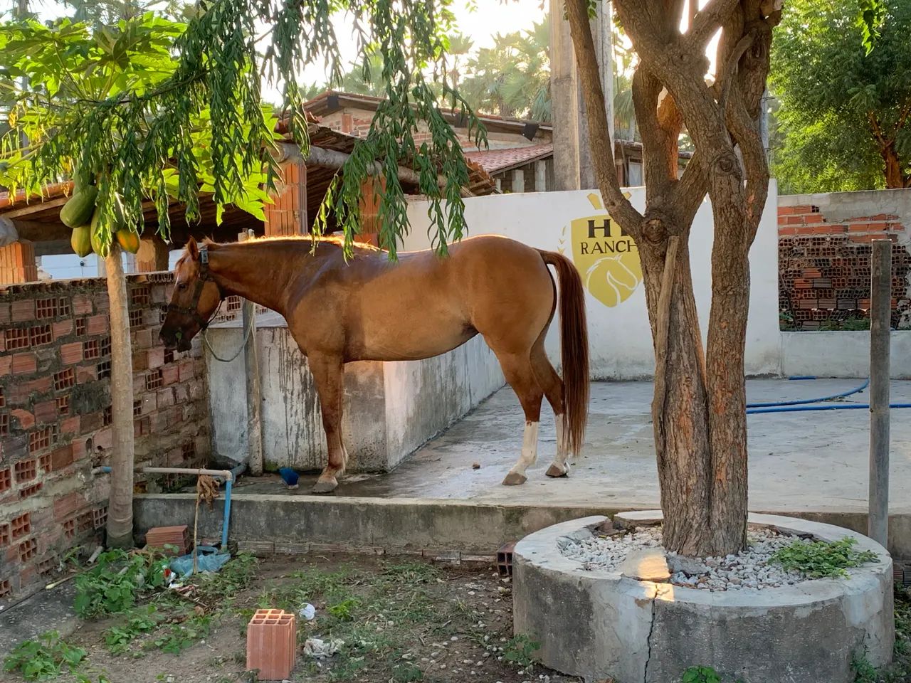Égua QM - Foto 3
