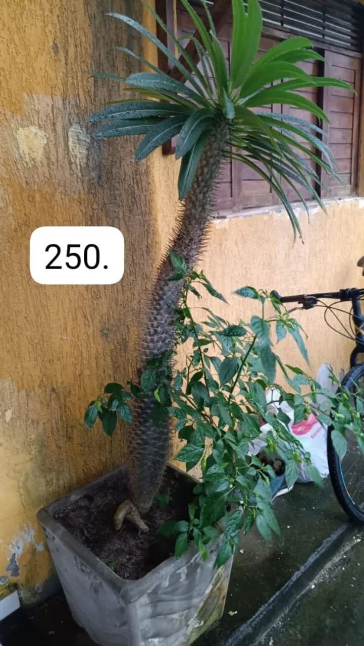 Móveis  - Foto 5