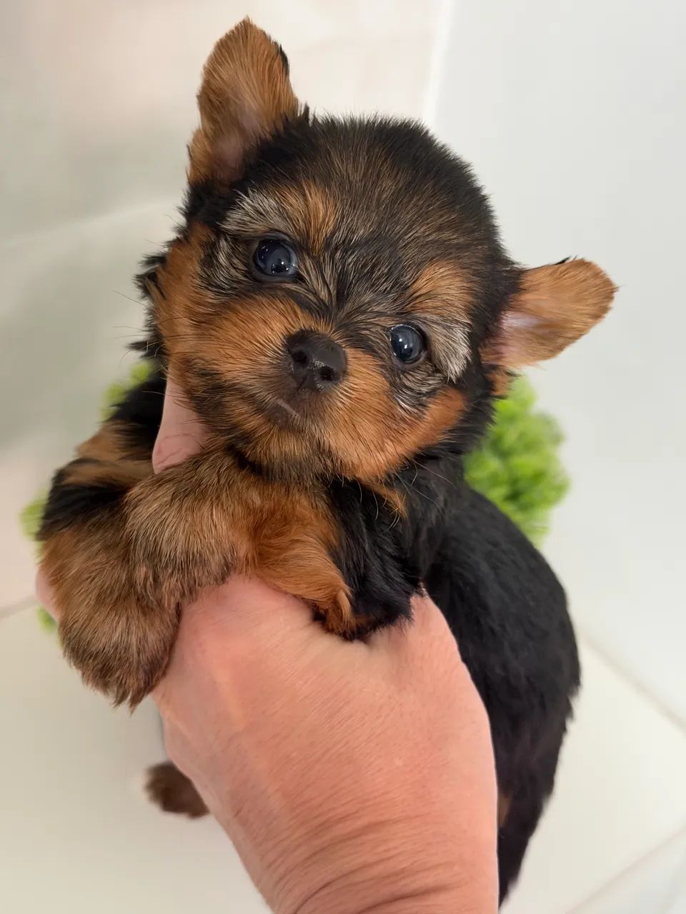 yorkshire- Deseja ter um menino dos sonhos na sua casa? Acabou de encontrar!!