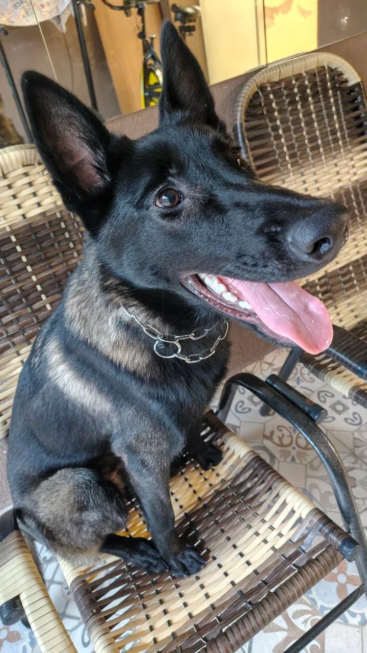 PASTOR BELGA DE MALINOIS 