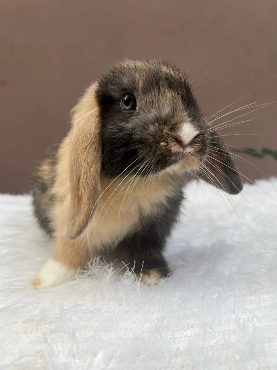 Mini coelho - Foto 4