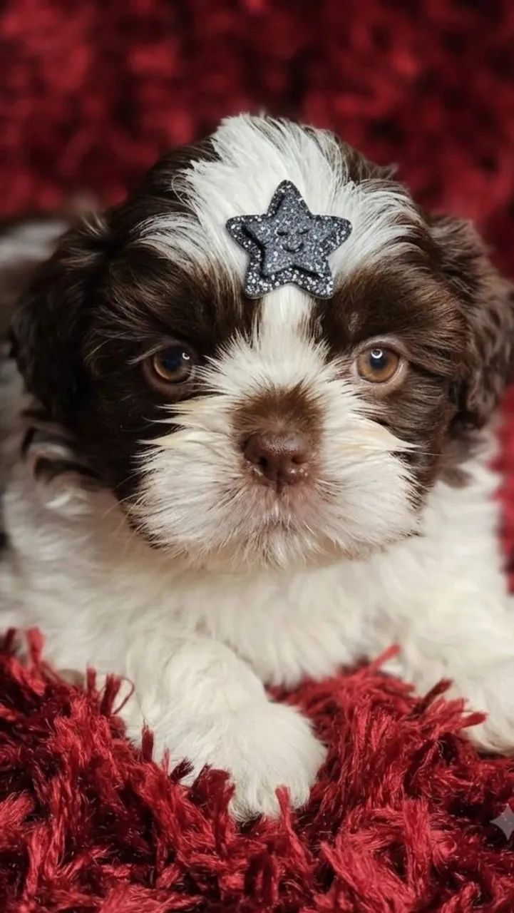 Macho mini - Foto 2