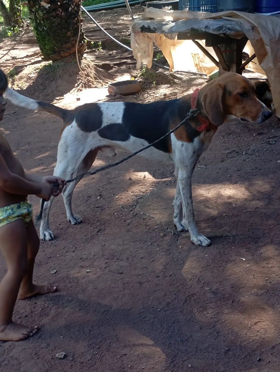 Cachorro americano  - Foto 2