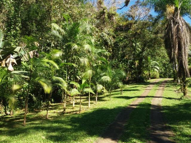 Lindo sítio em Morretes ideal para exploração com turismo - Foto 17
